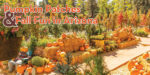 Fall23-teaser-PumpkinPatches