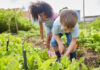 Harvest Time Fall Gardening Projects for Young Kids