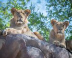 PhxZoo-LionCubs