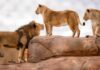 ENTER TO WIN: Phoenix Zoo Tickets for the Family!