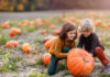 Pumpkin Patches in Arizona